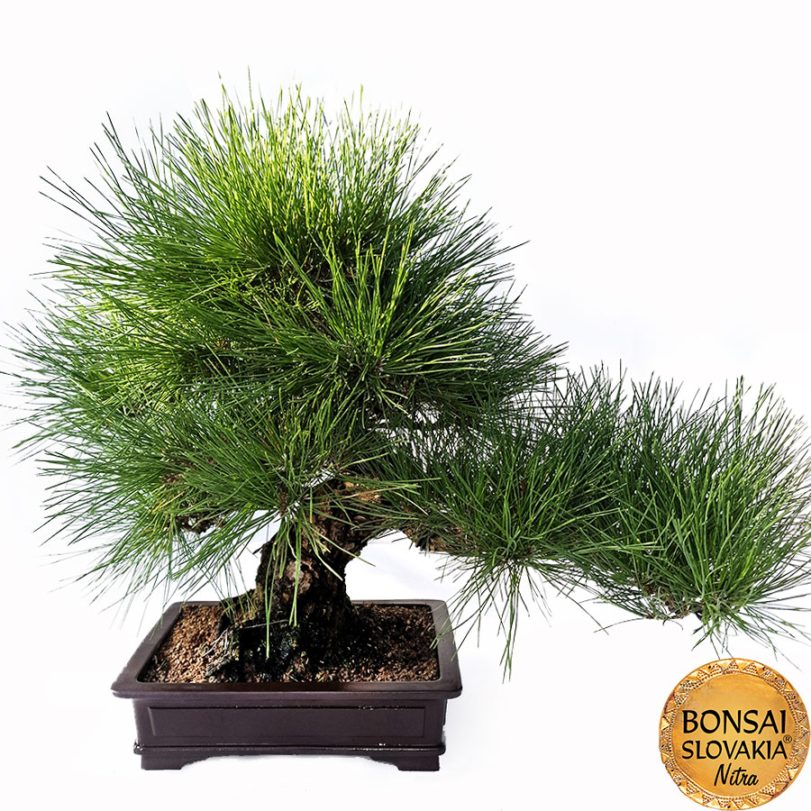 KURO MATSU 黒松  PINUS THUNGERGII 