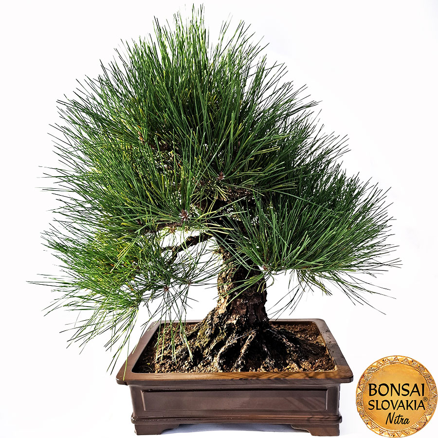 KURO MATSU 黒松  PINUS THUNGERGII 