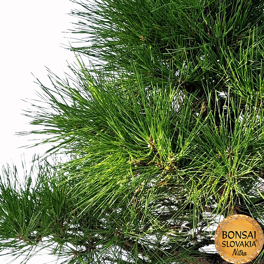 KURO MATSU 黒松 Pinus thunbergii