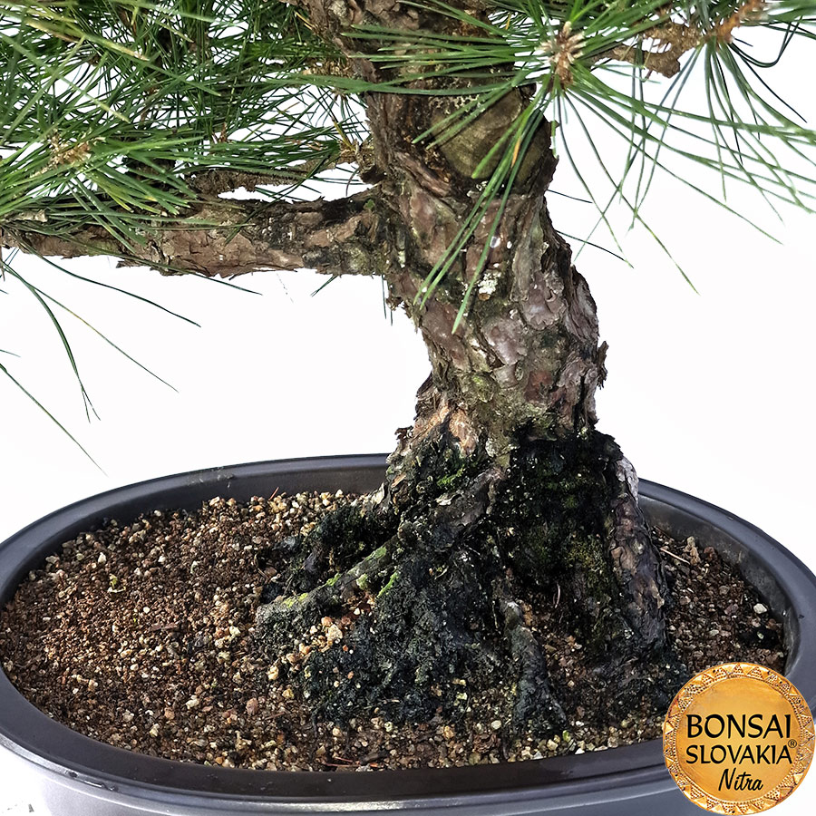 KURO MATSU 黒松 Pinus thunbergii