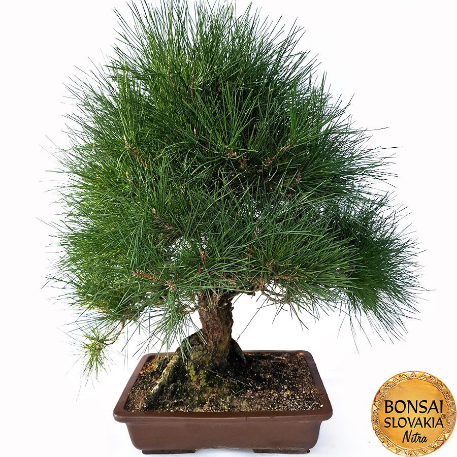 KURO MATSU 黒松 Pinus thunbergii 