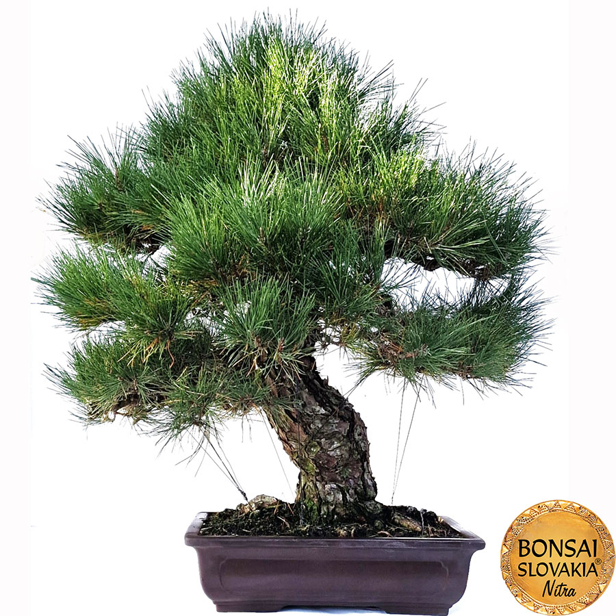 KURO MATSU 黒松 Pinus thunbergii 