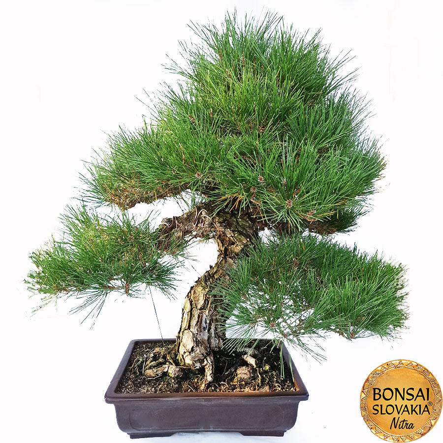 KURO MATSU 黒松 Pinus thunbergii 