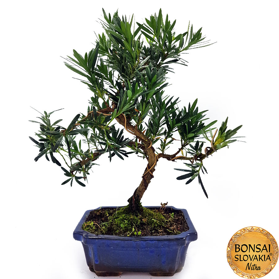 BONSAI: PODOCARPUS MACROPHYLLUS