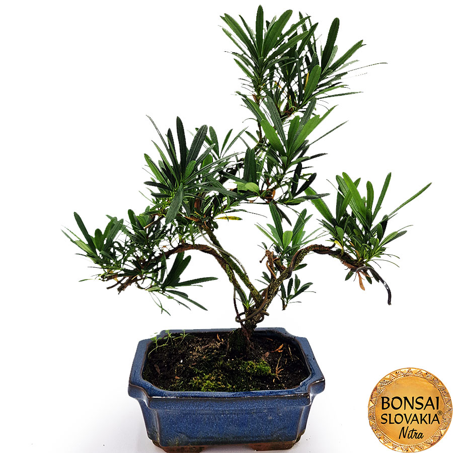 BONSAI: PODOCARPUS MACROPHYLLUS