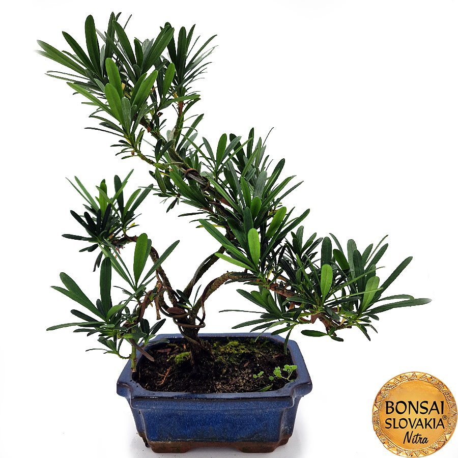 BONSAI: PODOCARPUS MACROPHYLLUS