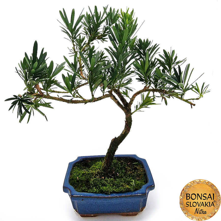 BONSAI: PODOCARPUS MACROPHYLLUS