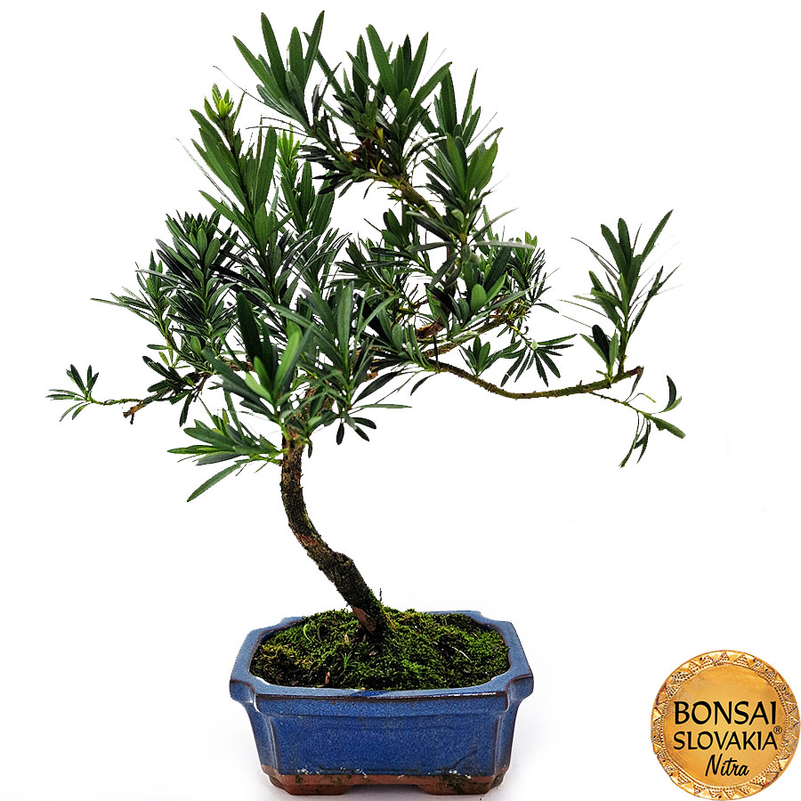 BONSAI: PODOCARPUS MACROPHYLLUS