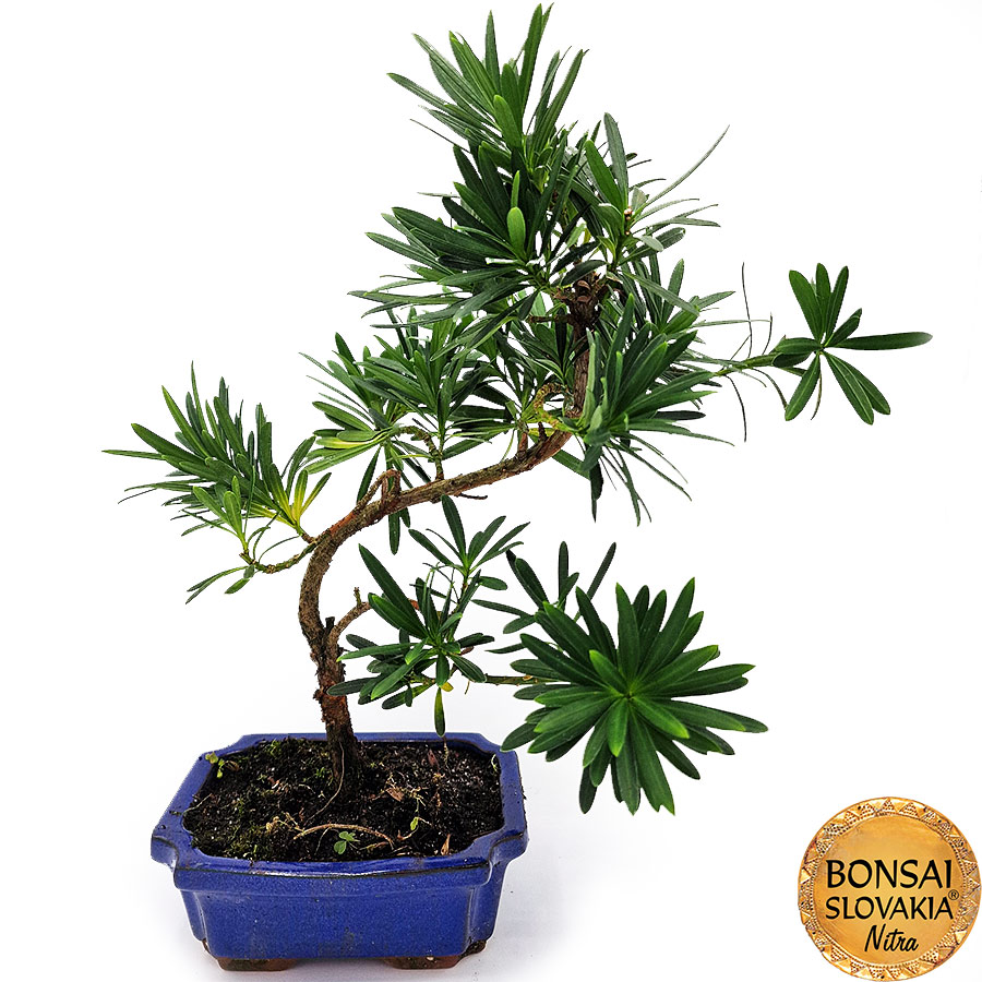 BONSAI: PODOCARPUS MACROPHYLLUS 