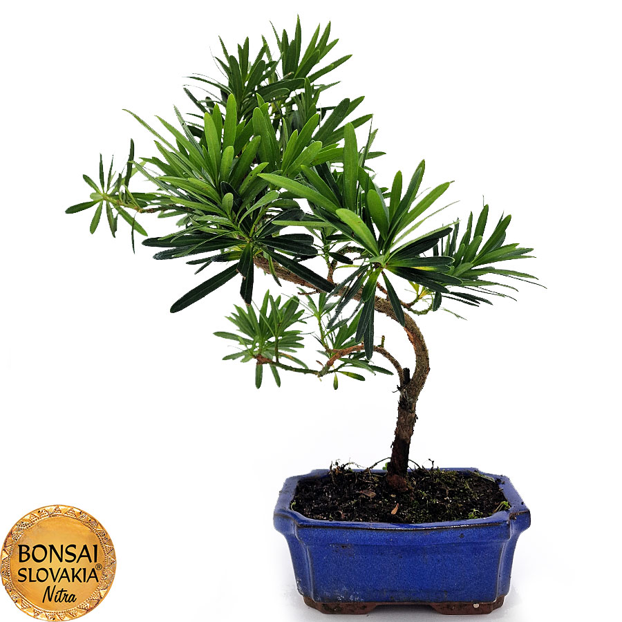 BONSAI: PODOCARPUS MACROPHYLLUS 