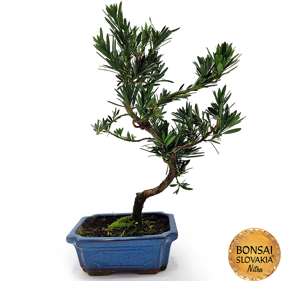 BONSAI: PODOCARPUS 