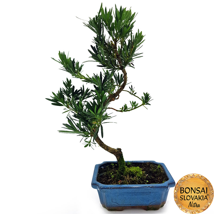 BONSAI: PODOCARPUS 