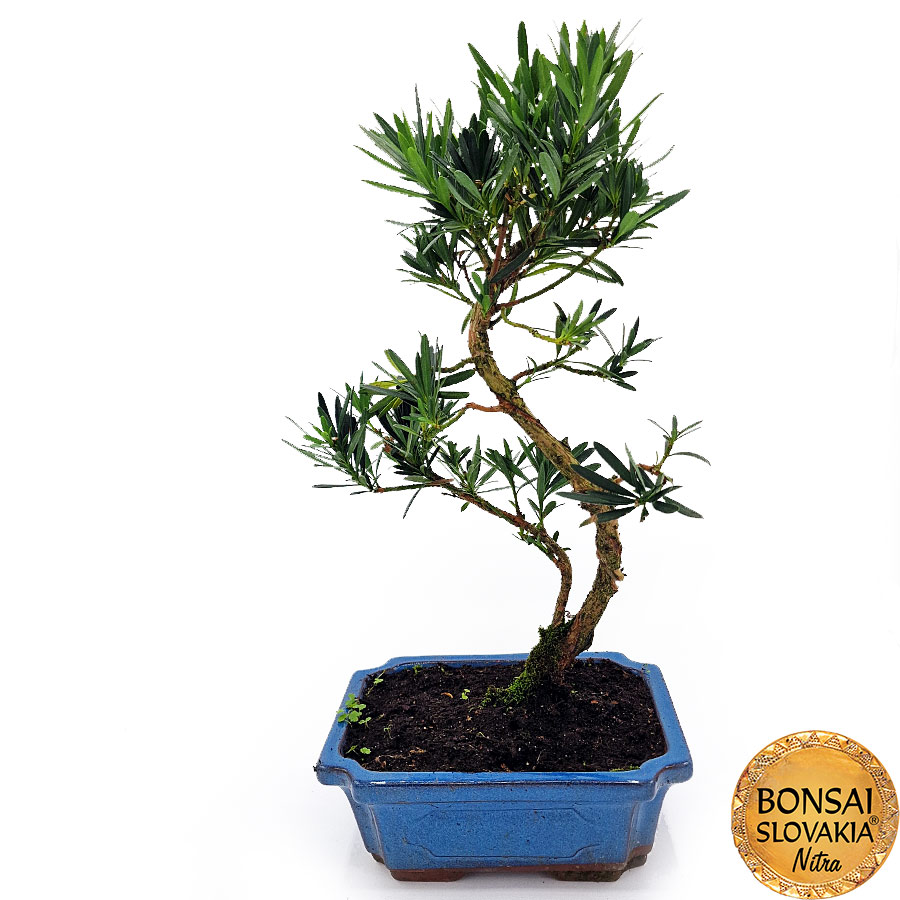 BONSAI: PODOCARPUS