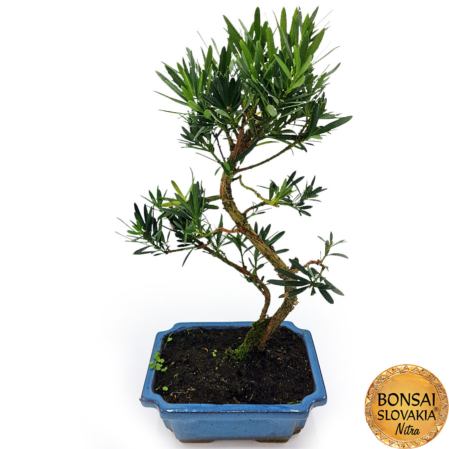 BONSAI: PODOCARPUS