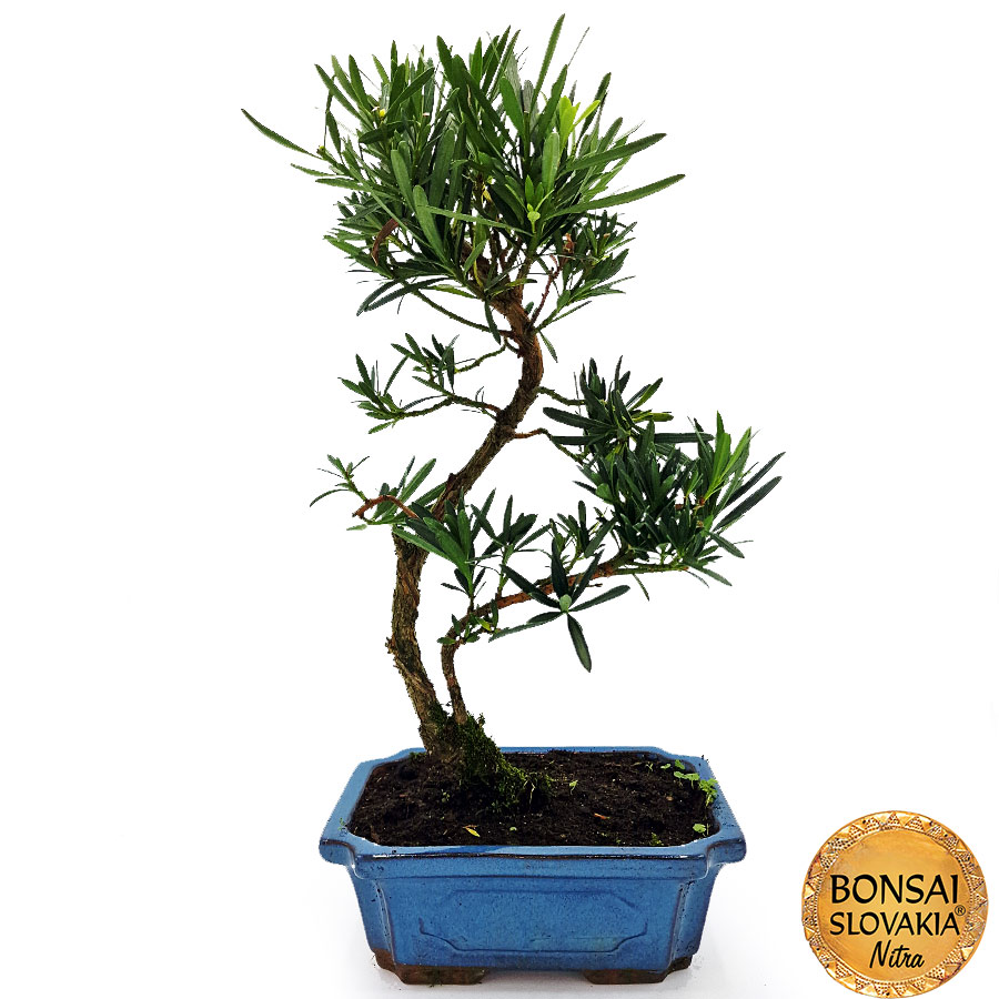 BONSAI: PODOCARPUS