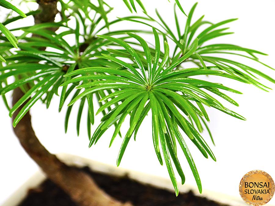 Pseudolarix amabilis