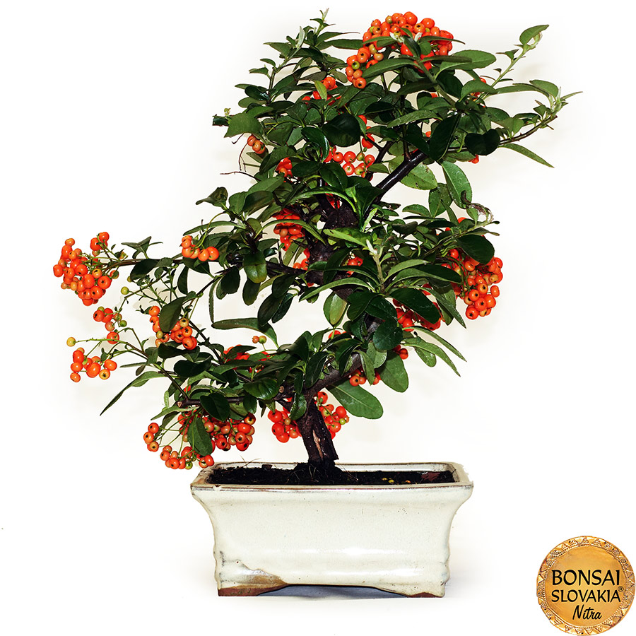 BONSAI: HLOHYŇA, PYRACANTHA 35 cm