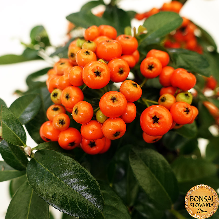 BONSAI: HLOHYŇA, PYRACANTHA 35 cm