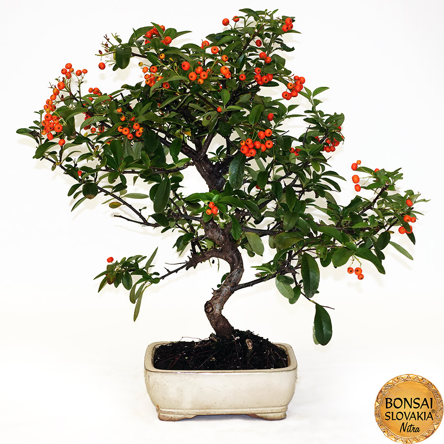 BONSAI: HLOHYŇA, PYRACANTHA 45 cm