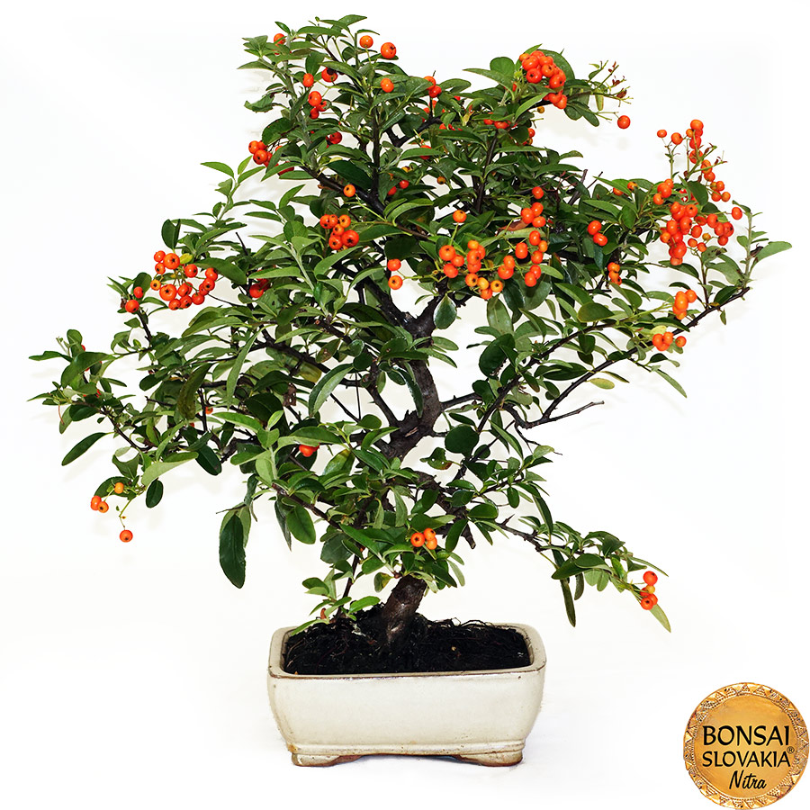 BONSAI: HLOHYŇA, PYRACANTHA 45 cm