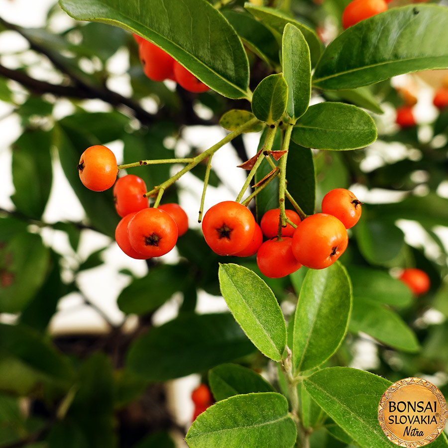 BONSAI: HLOHYŇA, PYRACANTHA 45 cm