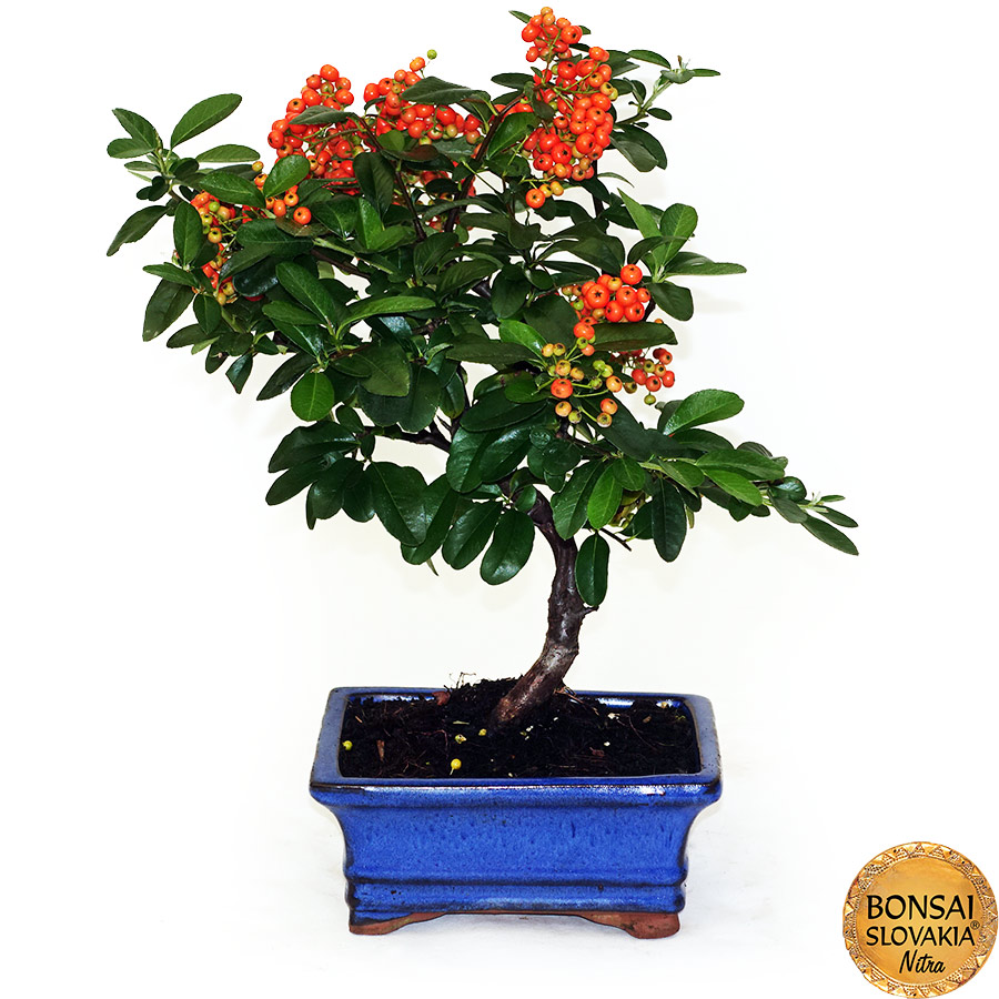  BONSAI: HLOHYŇA, PYRACANTHA 35 cm