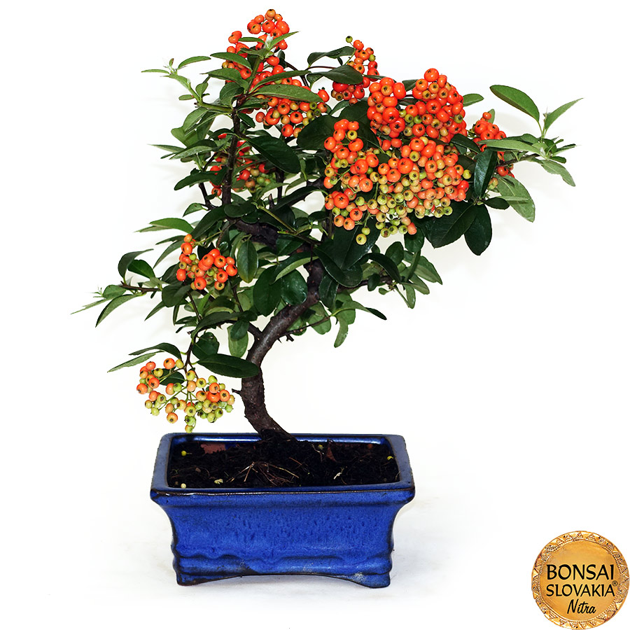 BONSAI: HLOHYŇA, PYRACANTHA 35 cm