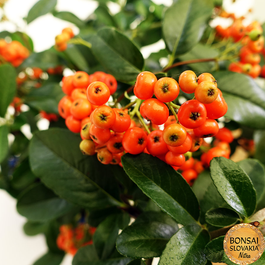 BONSAI: HLOHYŇA, PYRACANTHA 35 cm