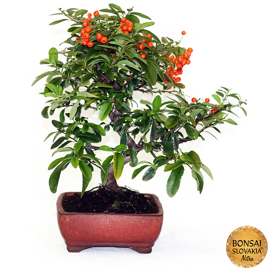  BONSAI: HLOHYŇA, PYRACANTHA 36 cm