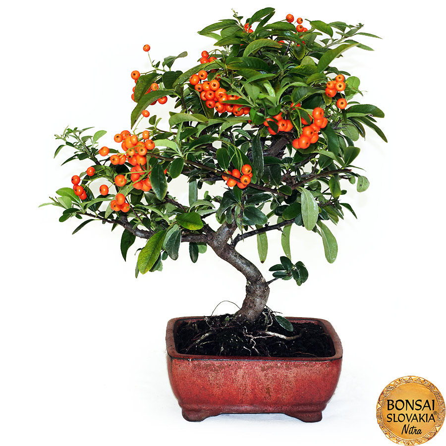 BONSAI: HLOHYŇA, PYRACANTHA 36 cm