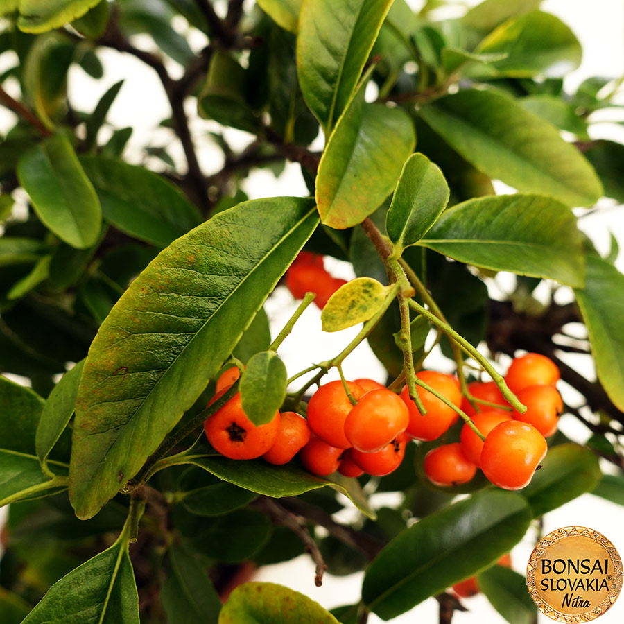 BONSAI: HLOHYŇA, PYRACANTHA 36 cm