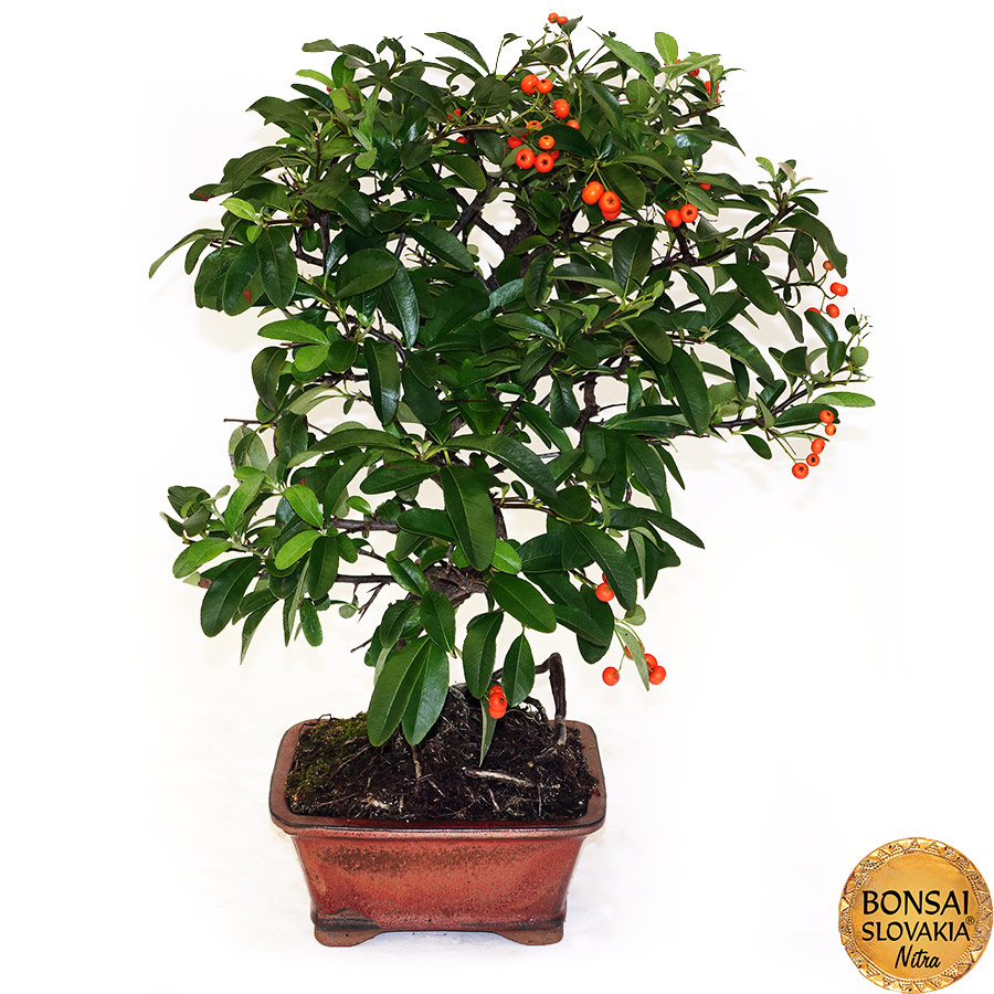  BONSAI: HLOHYŇA, PYRACANTHA 42cm