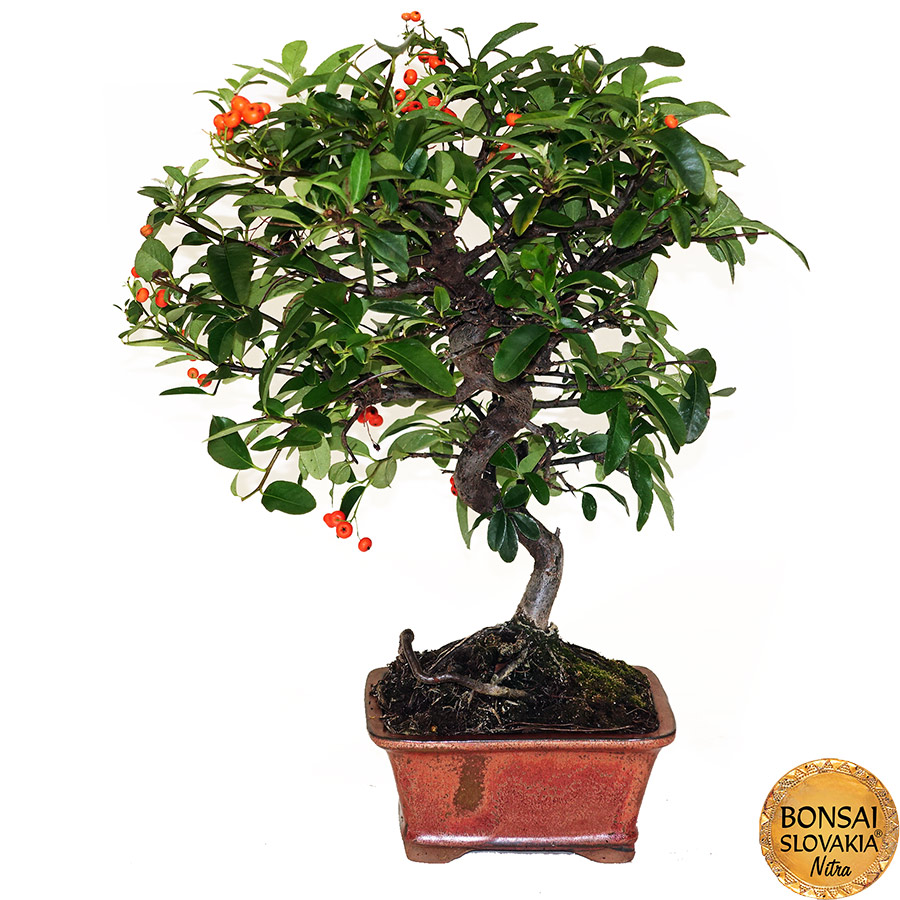 BONSAI: HLOHYŇA, PYRACANTHA 42cm