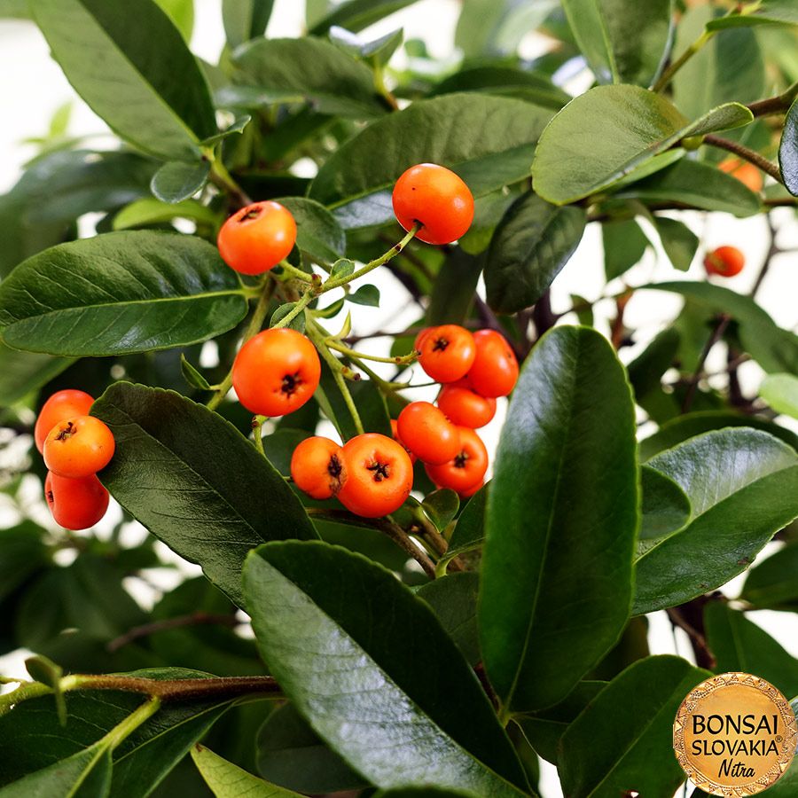 BONSAI: HLOHYŇA, PYRACANTHA 42cm