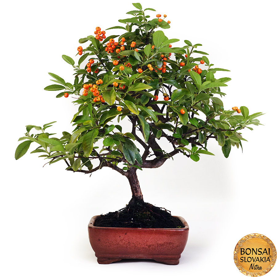 BONSAI: HLOHYŇA, PYRACANTHA 45 cm