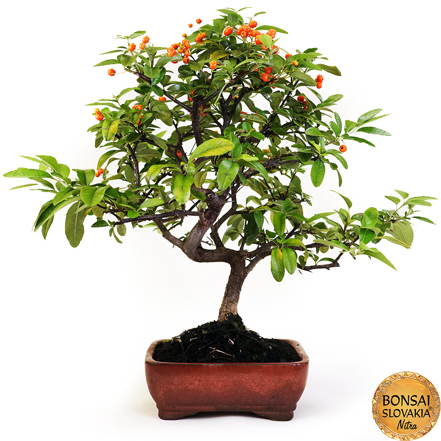 BONSAI: HLOHYŇA, PYRACANTHA 45 cm