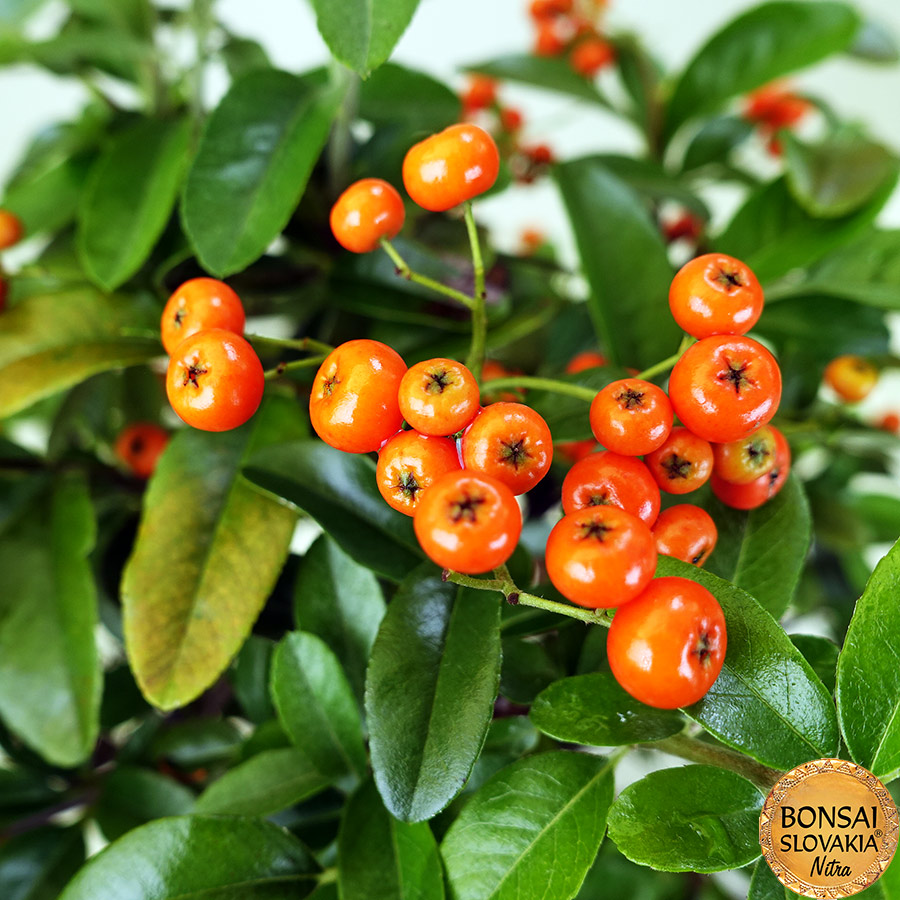 BONSAI: HLOHYŇA, PYRACANTHA 