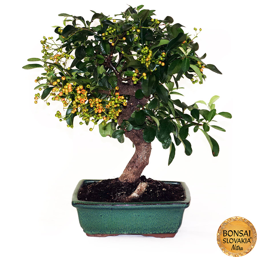  BONSAI: HLOHYŇA, PYRACANTHA 37cm