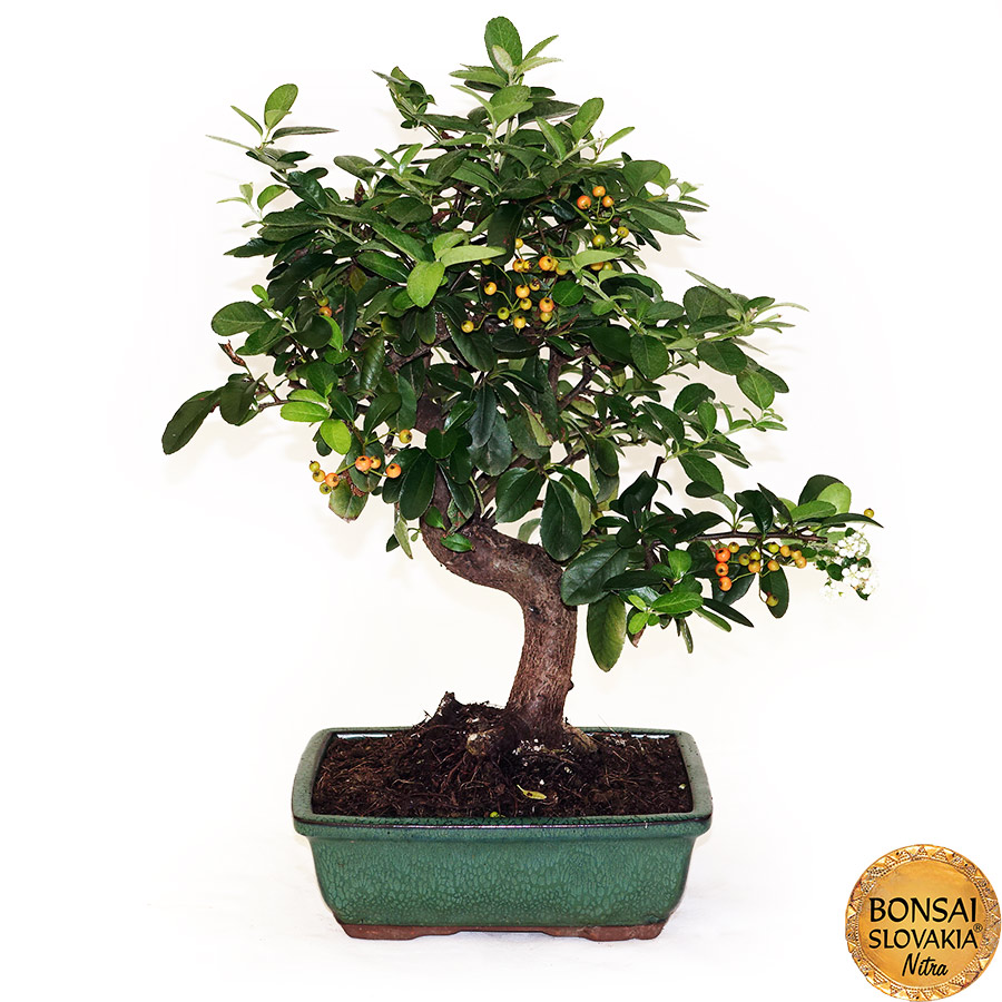 BONSAI: HLOHYŇA, PYRACANTHA