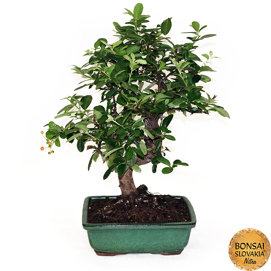 BONSAI: HLOHYŇA, PYRACANTHA