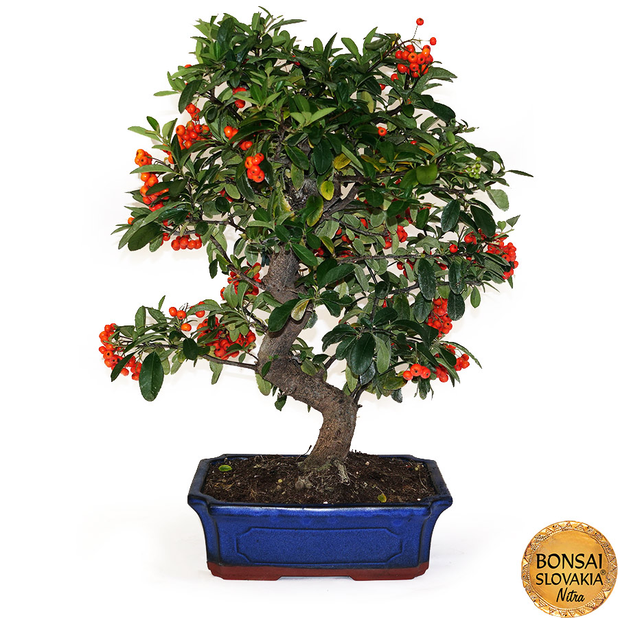 BONSAI: HLOHYŇA, PYRACANTHA