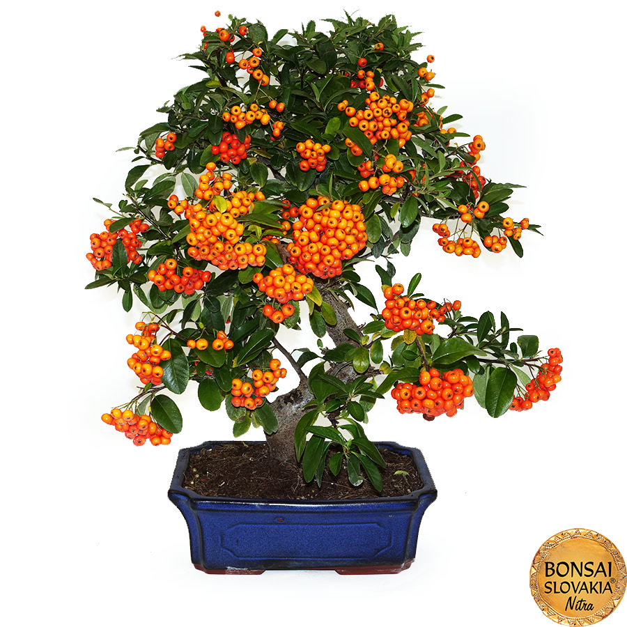 BONSAI: HLOHYŇA, PYRACANTHA