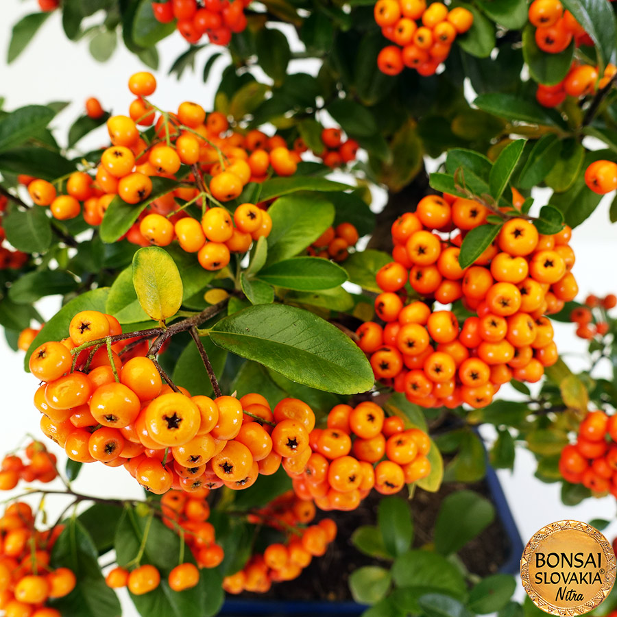 BONSAI: HLOHYŇA, PYRACANTHA