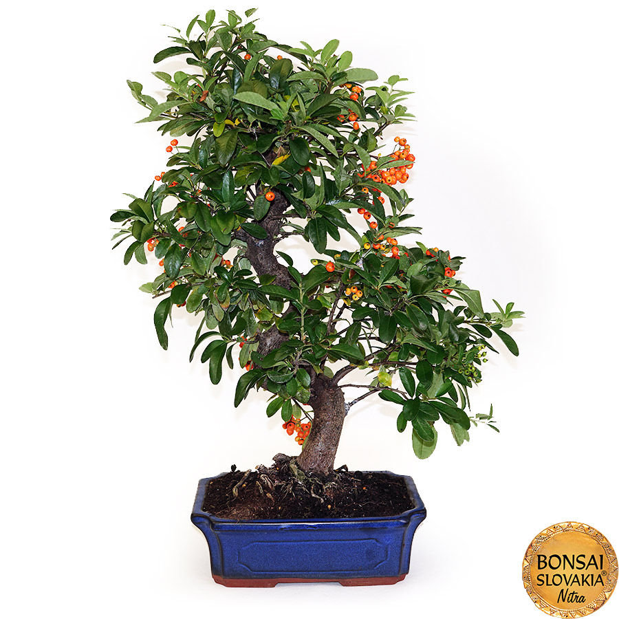  BONSAI: HLOHYŇA, PYRACANTHA 60cm