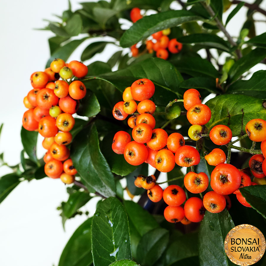 BONSAI: HLOHYŇA, PYRACANTHA 60cm