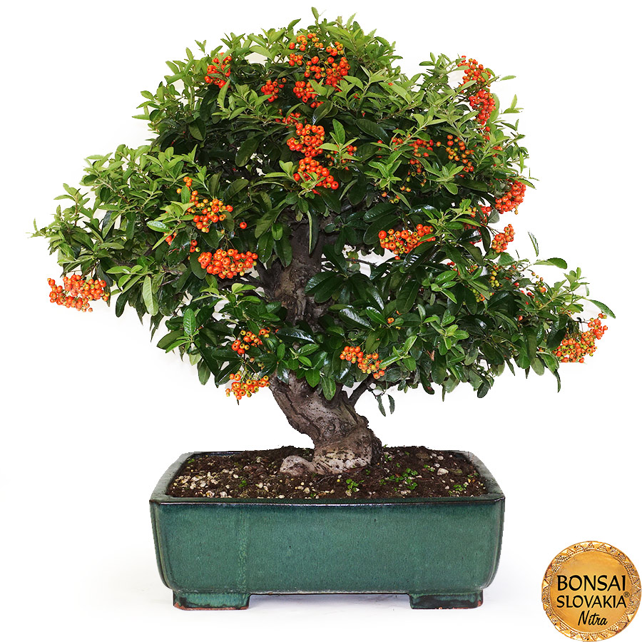 BONSAI: HLOHYŇA, PYRACANTHA