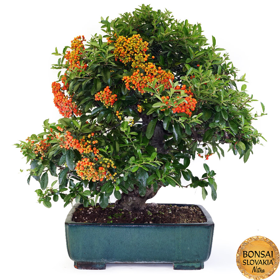 BONSAI: HLOHYŇA, PYRACANTHA