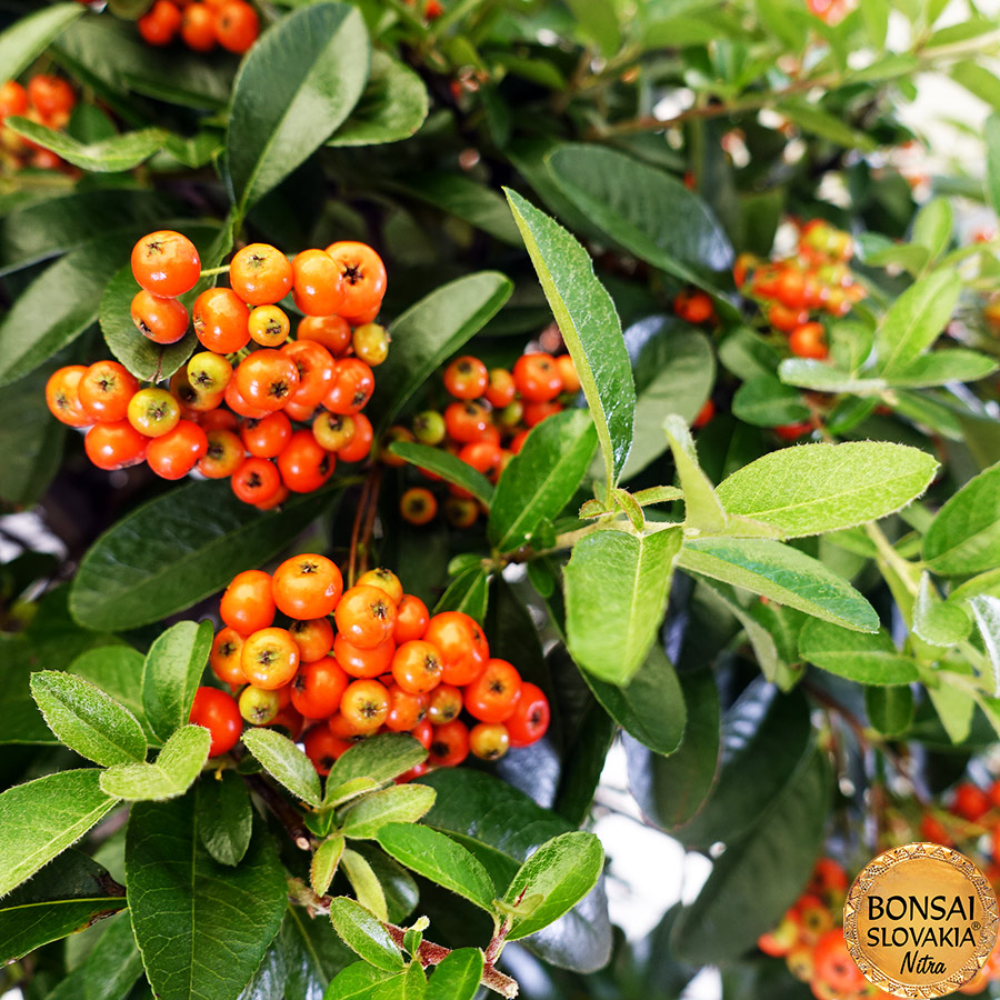 BONSAI: HLOHYŇA, PYRACANTHA