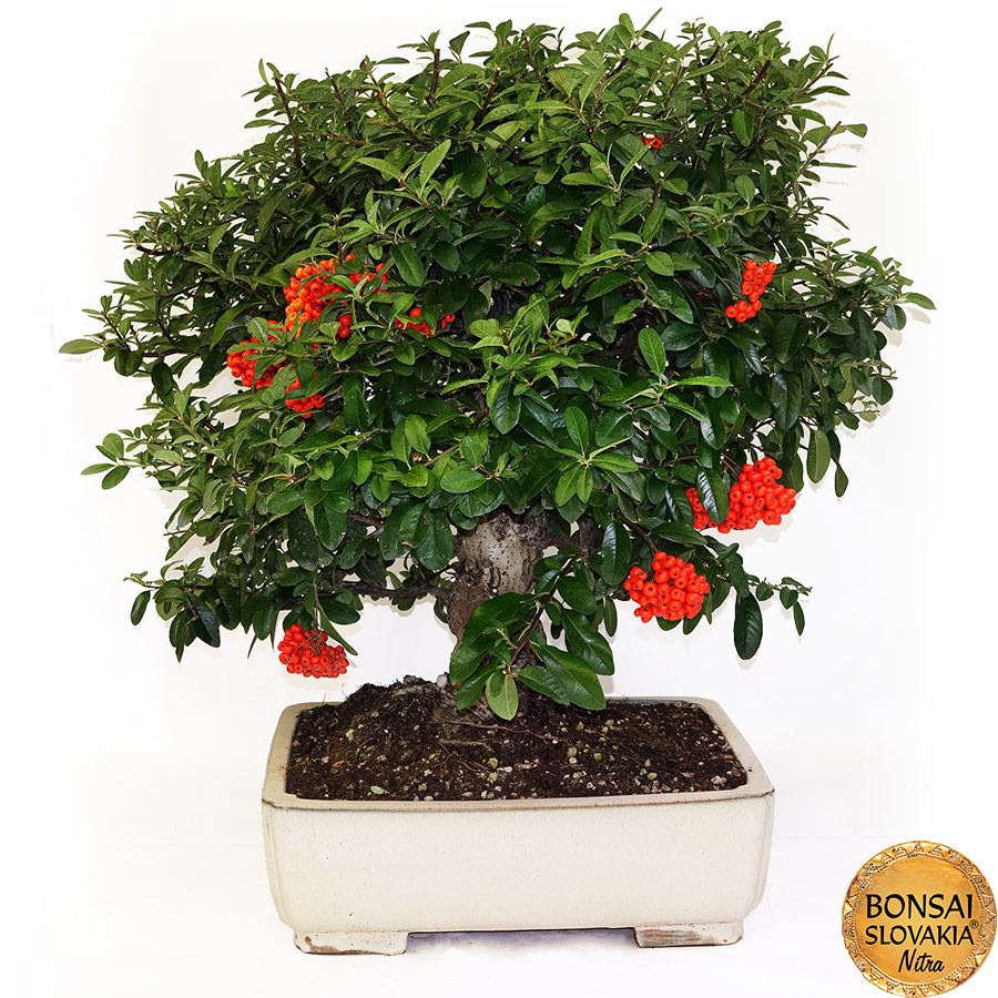  BONSAI: HLOHYŇA, PYRACANTHA 75cm