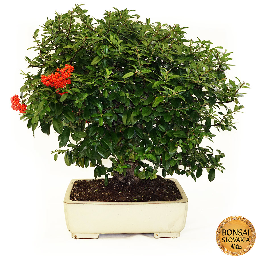 BONSAI: HLOHYŇA, PYRACANTHA 75cm